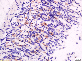 Motilin Rabbit Polyclonal Antibody