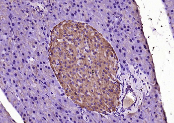 MyD88 Rabbit Polyclonal Antibody