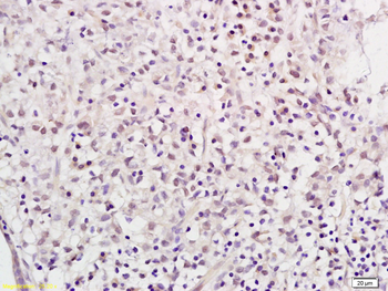 NAP1L1 Rabbit Polyclonal Antibody