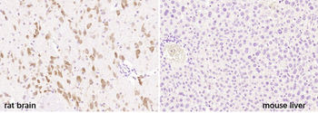 Neurocan Rabbit Polyclonal Antibody