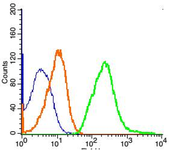 NGFR/p75NTR Rabbit Polyclonal Antibody