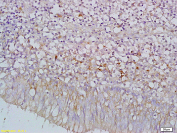 C9orf127 Rabbit Polyclonal Antibody