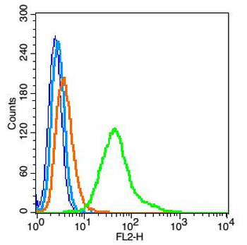 NME1/NM23A Rabbit Polyclonal Antibody