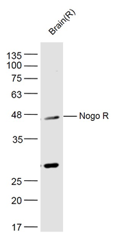 Nogo R Rabbit Polyclonal Antibody
