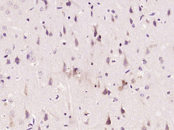 Nogo-A Rabbit Polyclonal Antibody
