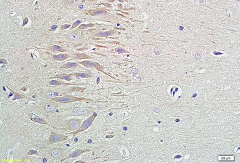Neuropeptide Y Rabbit Polyclonal Antibody