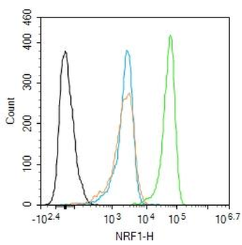 NRF1 Rabbit Polyclonal Antibody