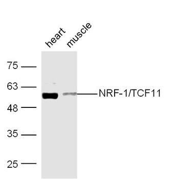 NRF1 Rabbit Polyclonal Antibody