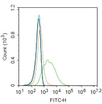 OCLN Rabbit Polyclonal Antibody