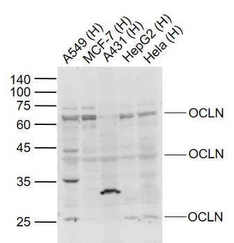 OCLN Rabbit Polyclonal Antibody