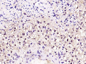 Oct-3/Oct-4 Rabbit Polyclonal Antibody