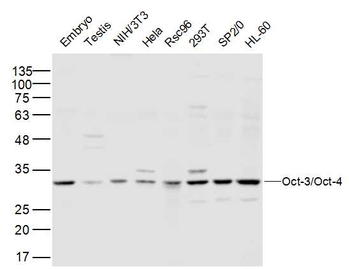Oct-3/Oct-4 Rabbit Polyclonal Antibody
