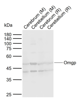 Omgp Rabbit Polyclonal Antibody