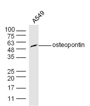Osteopontin Rabbit Polyclonal Antibody