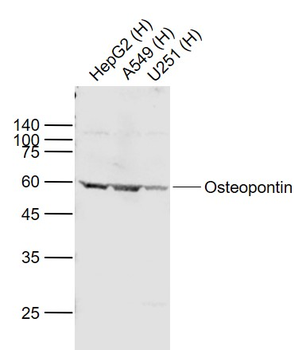 Osteopontin Rabbit Polyclonal Antibody