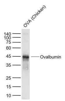 Ovalbumin Rabbit Polyclonal Antibody