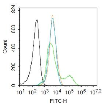P38 MAPK Rabbit Polyclonal Antibody