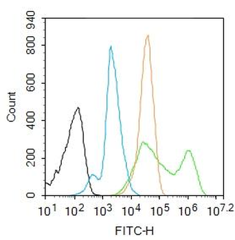 P38 MAPK Rabbit Polyclonal Antibody