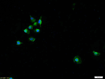 P38 MAPK Rabbit Polyclonal Antibody