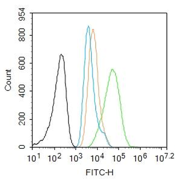 P53 protein (wt-p53) Rabbit Polyclonal Antibody