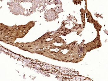 P53 protein (wt-p53) Rabbit Polyclonal Antibody