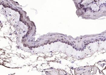 P53 protein (wt-p53) Rabbit Polyclonal Antibody