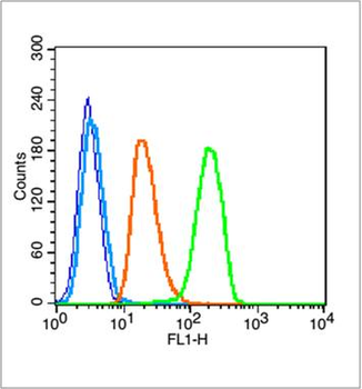 PCNA Rabbit Polyclonal Antibody