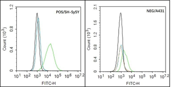 PDGFRA Rabbit Polyclonal Antibody