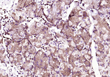 PEPT1 Rabbit Polyclonal Antibody