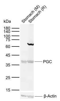 PGC Rabbit Polyclonal Antibody