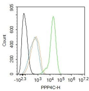 PPP4C Rabbit Polyclonal Antibody