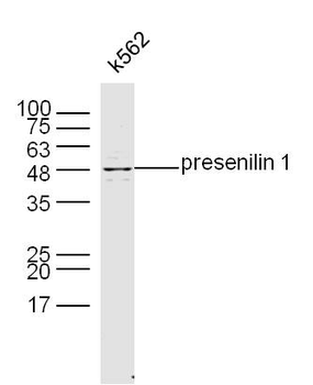 Presenilin 1 Rabbit Polyclonal Antibody
