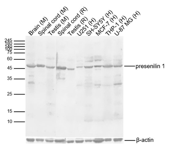 Presenilin 1 Rabbit Polyclonal Antibody