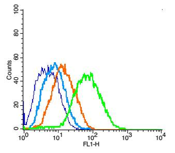 PSD95 Rabbit Polyclonal Antibody