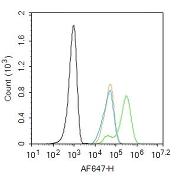 PTEN Rabbit Polyclonal Antibody