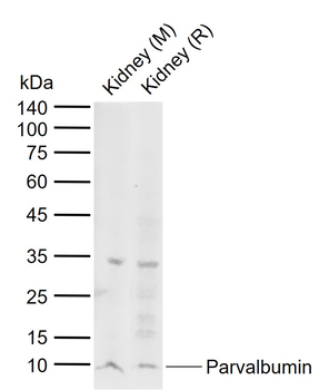 Parvalbumin Rabbit Polyclonal Antibody