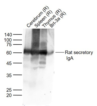 Rat secretory IgA Rabbit Polyclonal Antibody