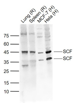 SCF Rabbit Polyclonal Antibody