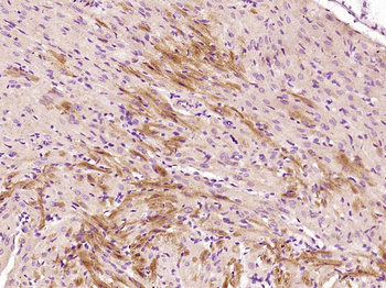 Selenoprotein W Rabbit Polyclonal Antibody