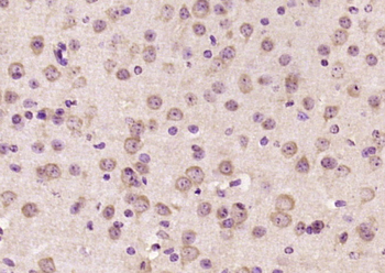 Sema4C Rabbit Polyclonal Antibody