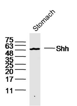 Shh Rabbit Polyclonal Antibody