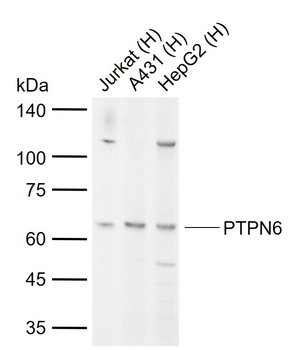 PTPN6 Rabbit Polyclonal Antibody