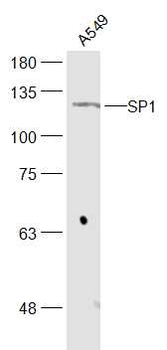 SP1 Rabbit Polyclonal Antibody
