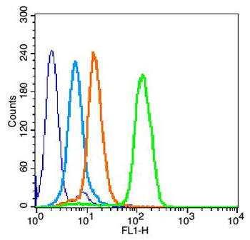 FUT4 Rabbit Polyclonal Antibody