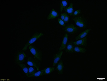 STAT5 Rabbit Polyclonal Antibody