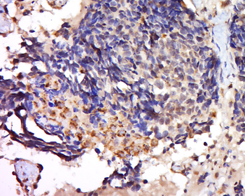 Syntaxin 1A (brain) Rabbit Polyclonal Antibody