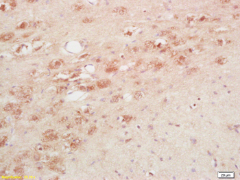 TRH Rabbit Polyclonal Antibody