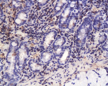 TGF beta 3 propeptide Rabbit Polyclonal Antibody