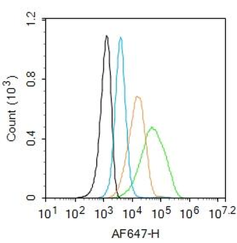 TGF beta Receptor I Rabbit Polyclonal Antibody