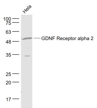 GDNF Receptor alpha 2 Rabbit Polyclonal Antibody